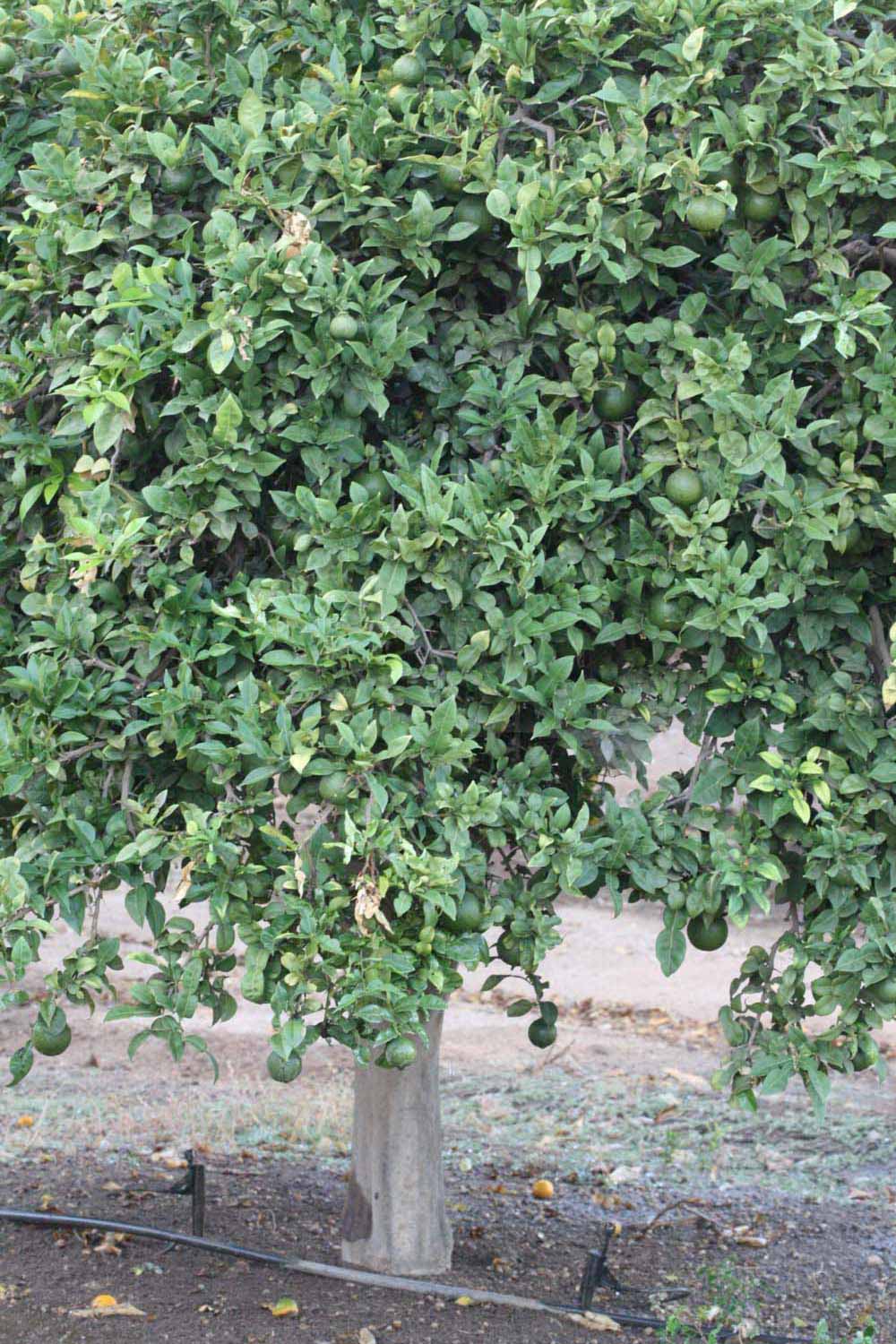              Habit (Riverside, CA)       